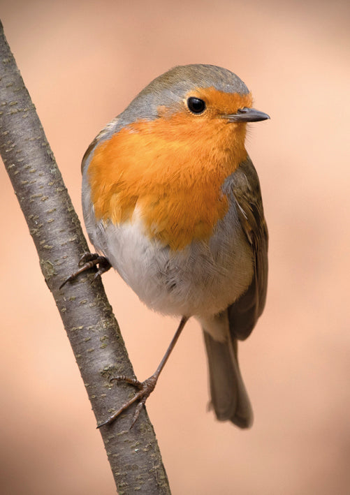 Personalities - Limited Edition Stefanie Ulrich