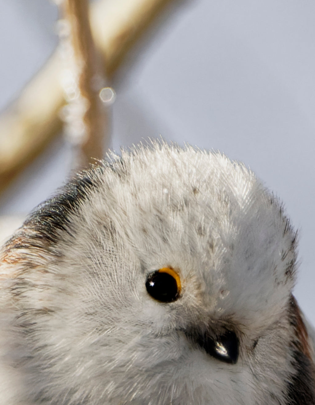 Fjella - Schwanzmeise / Long-tailed Tit