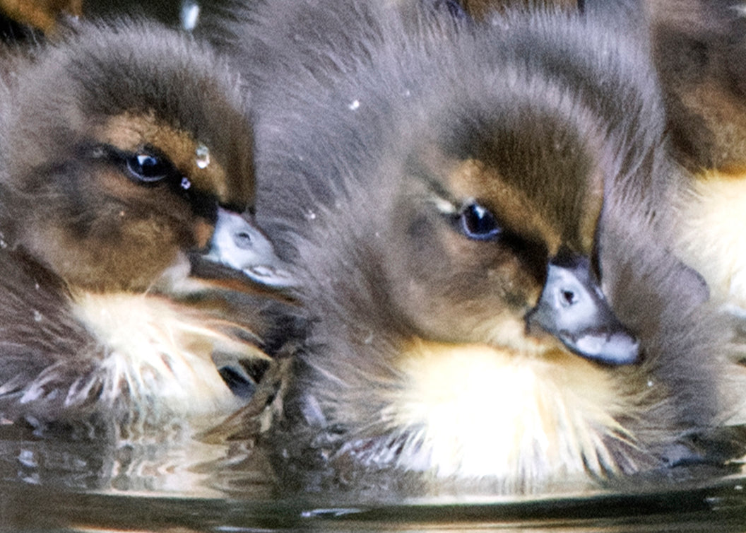 Fjella - Entenküken / Ducklings