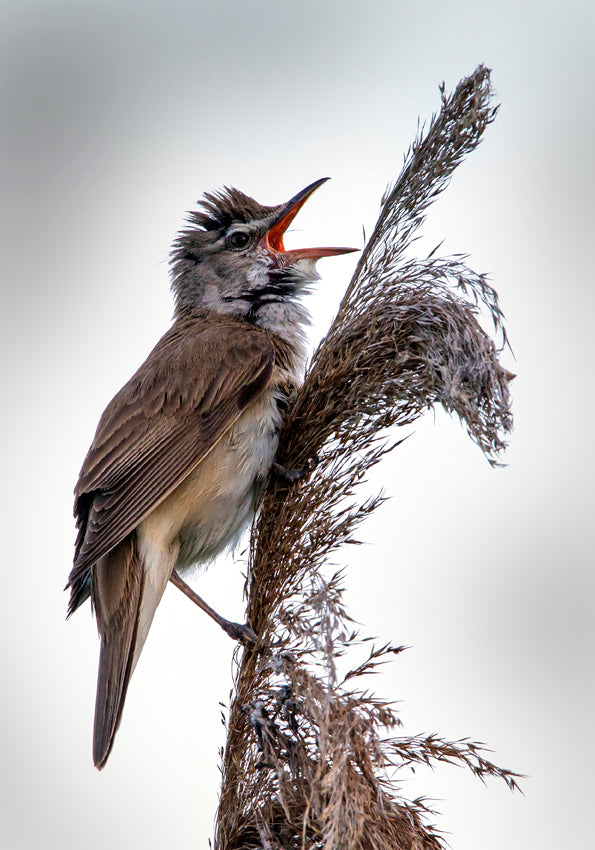 Fjella - Drosselrohrsänger / Great Reed Warbler