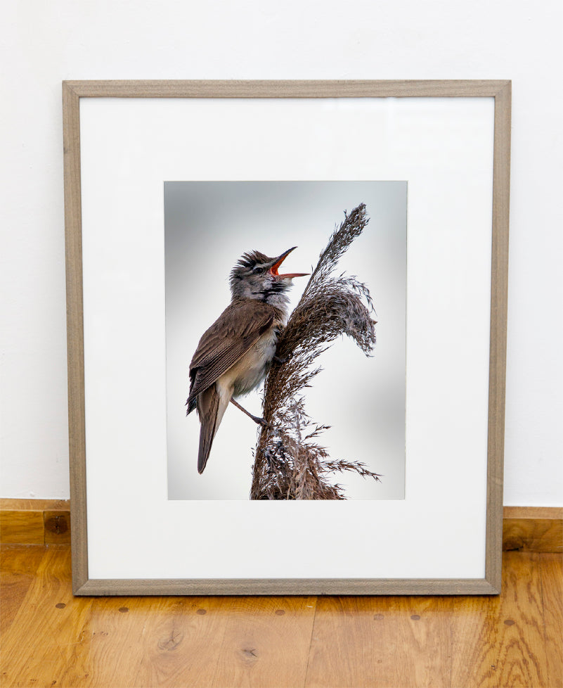 Fjella - Drosselrohrsänger / Great Reed Warbler