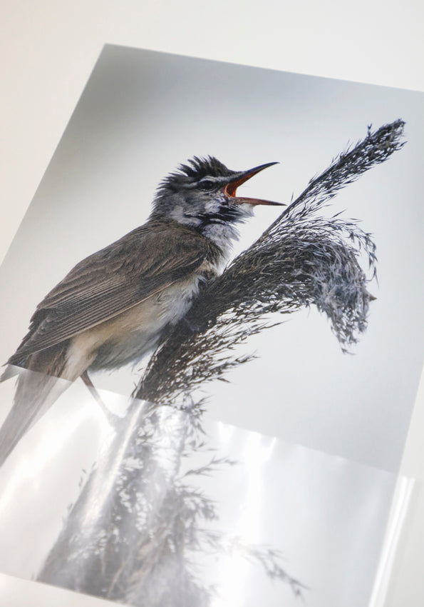 Fjella - Drosselrohrsänger / Great Reed Warbler