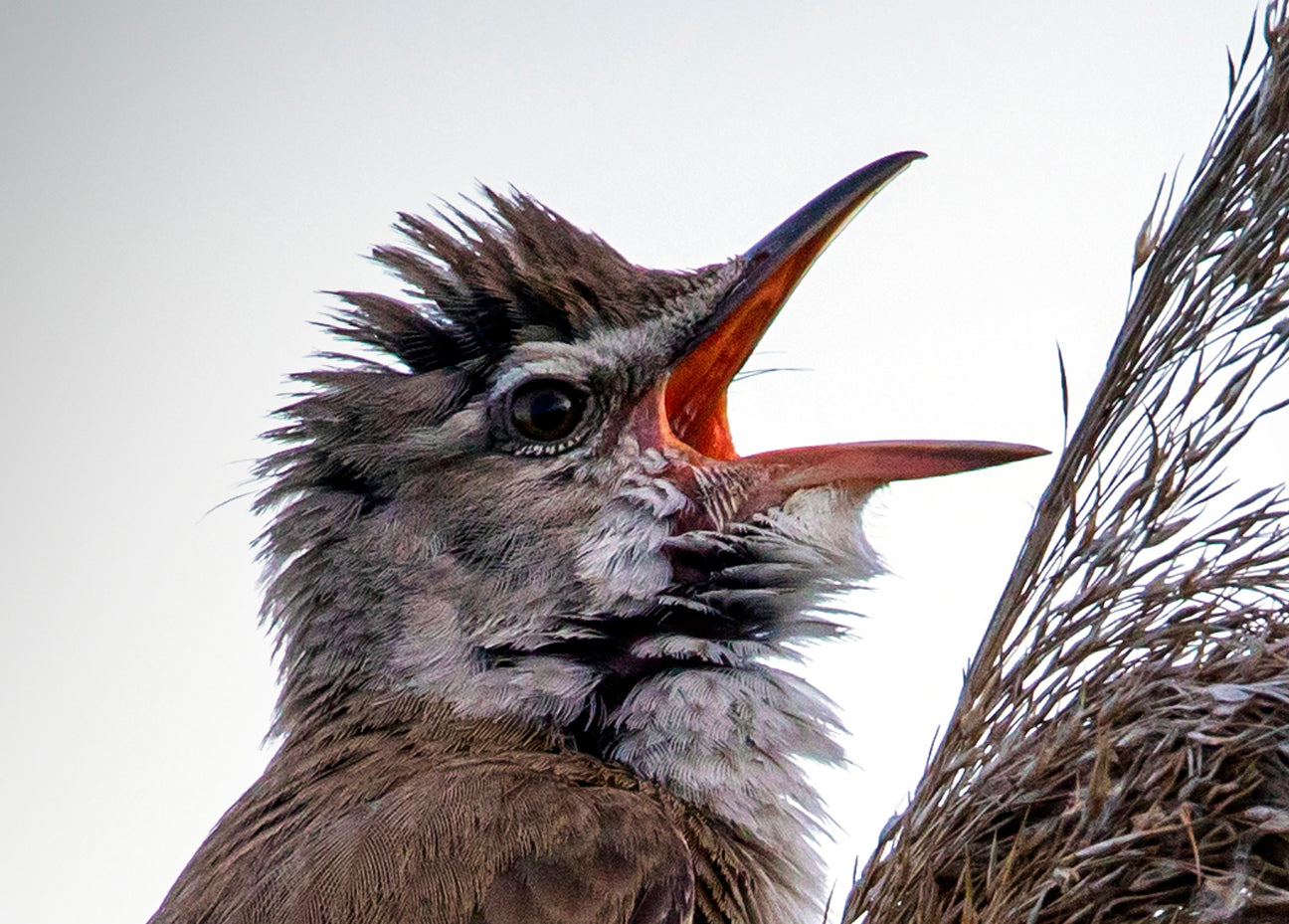 Fjella - Drosselrohrsänger / Great Reed Warbler