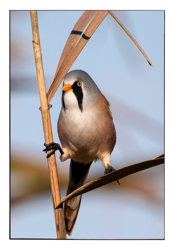 Fjella - Bearded Tit / Bartmeise