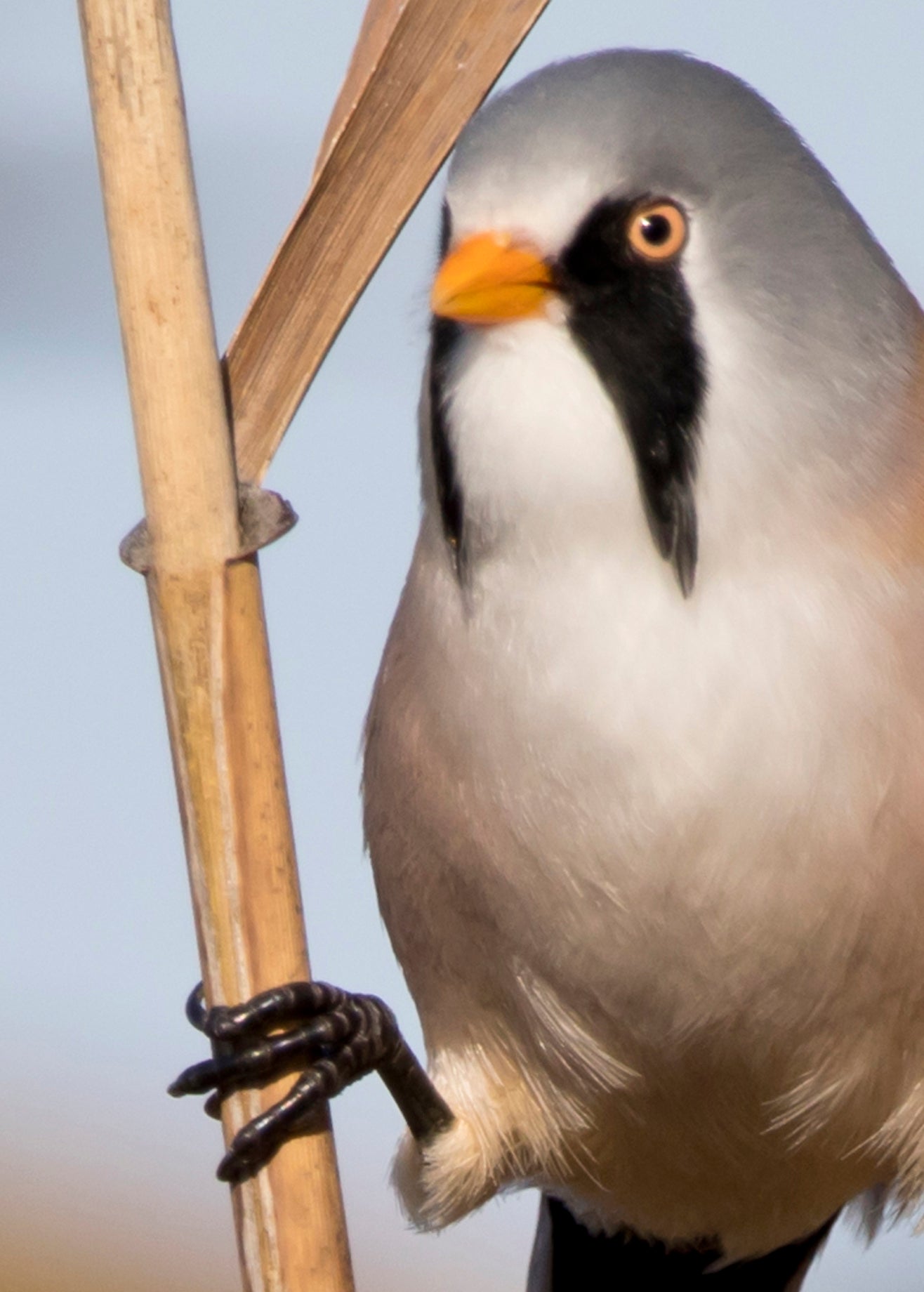 Fjella - Bearded Tit / Bartmeise