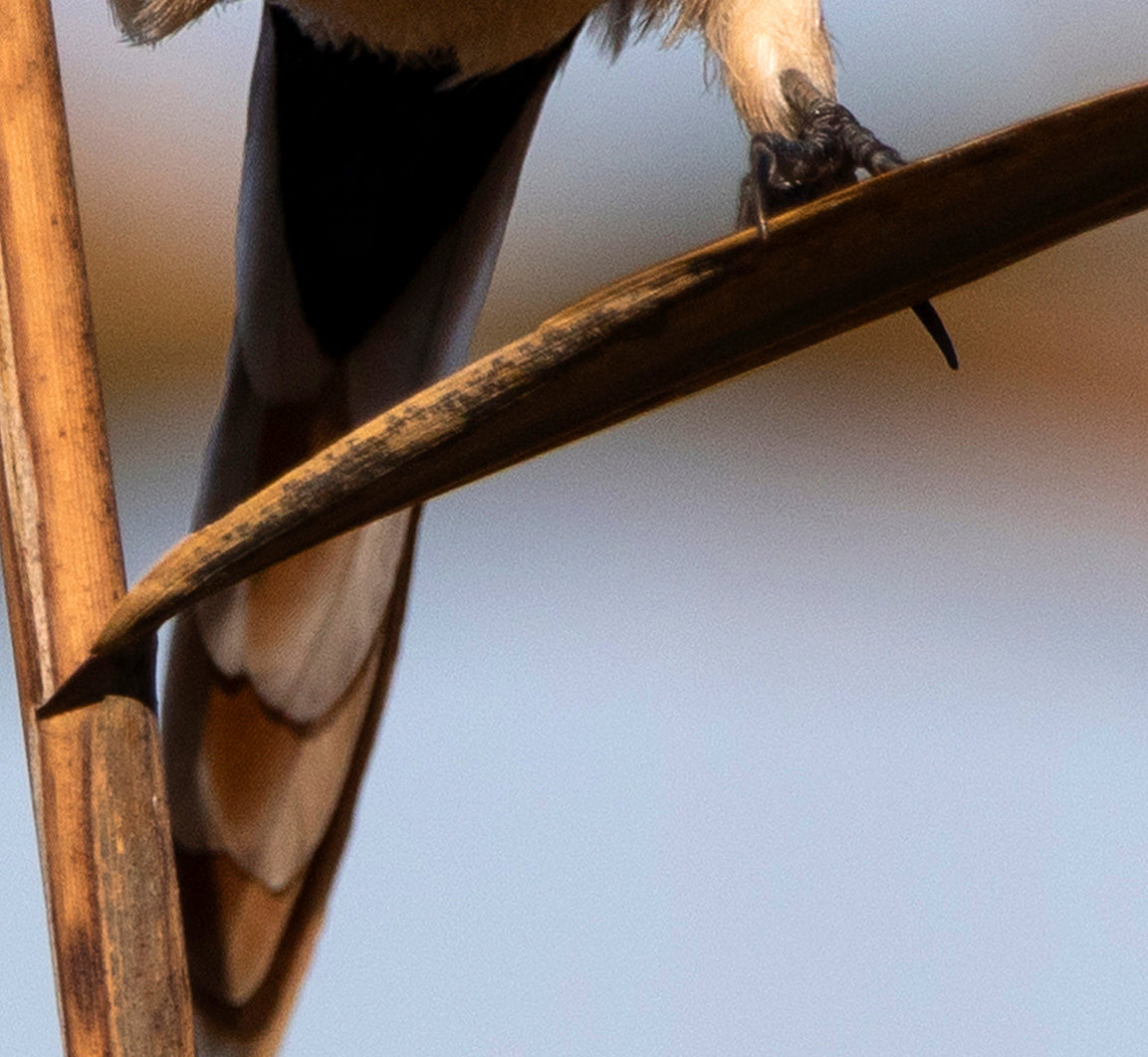 Fjella - Bearded Tit / Bartmeise