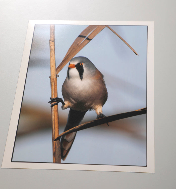 Fjella - Bearded Tit / Bartmeise