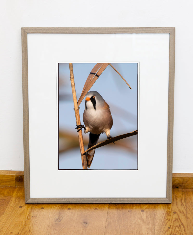 Fjella - Bearded Tit / Bartmeise