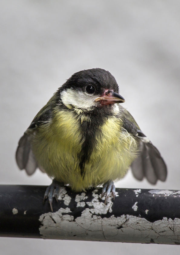 Fjella - Spatz / Sparrow