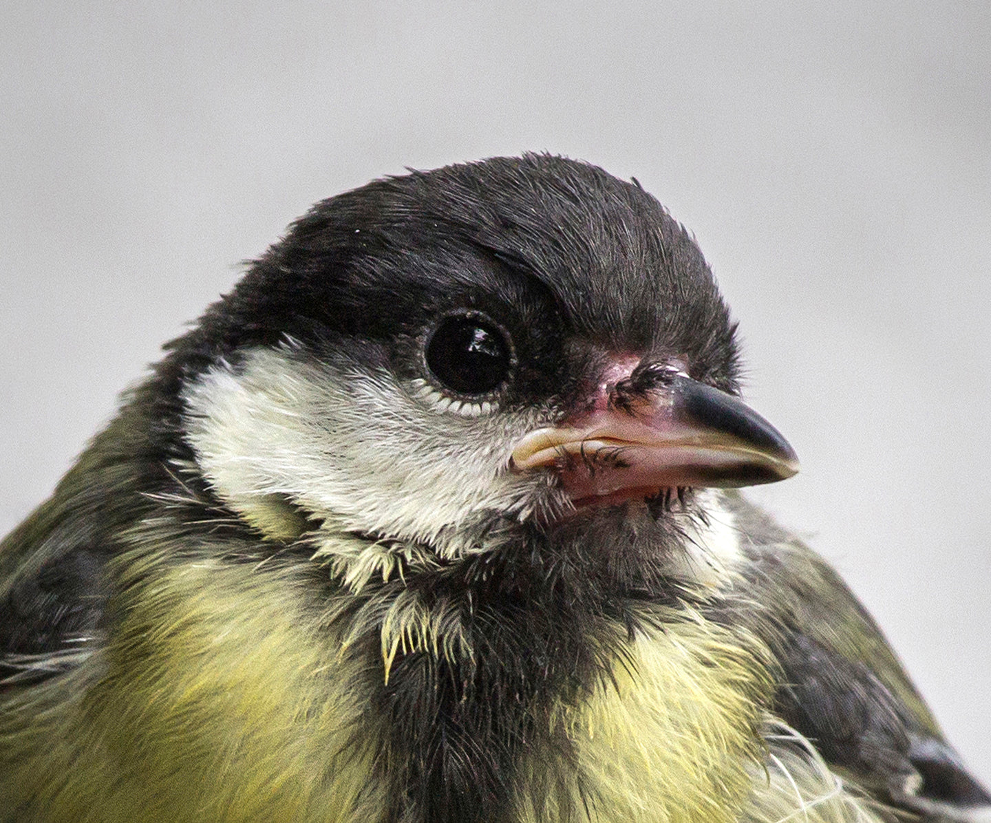 Fjella - Spatz / Sparrow