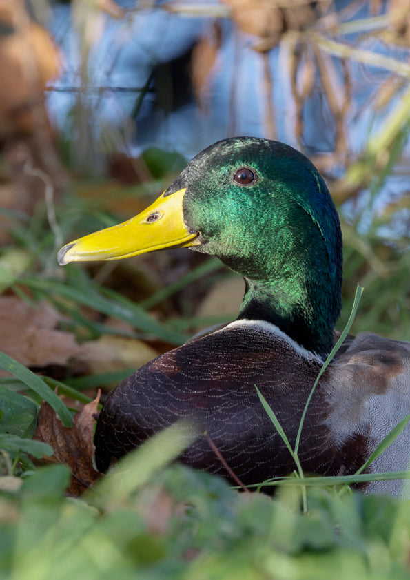 Fjella - Stockentenerpel / Mallard drake