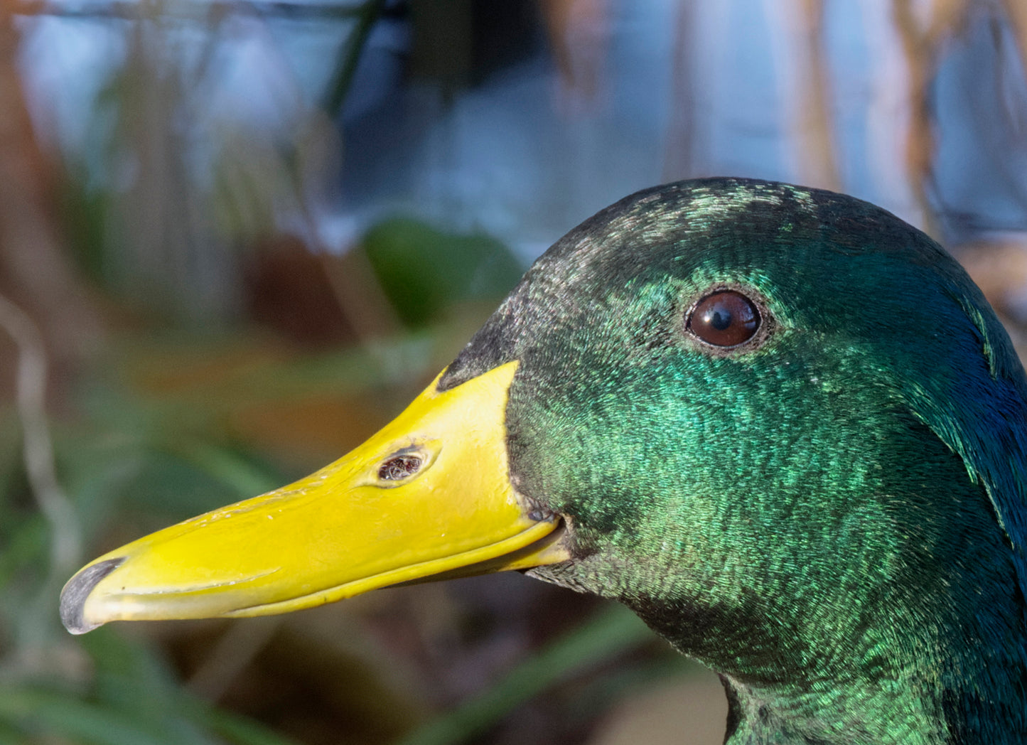 Fjella - Stockentenerpel / Mallard drake