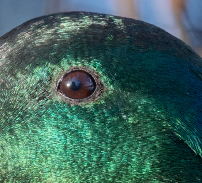 Fjella - Stockentenerpel / Mallard drake