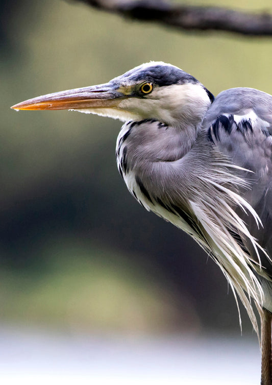 Fjella - Reiher / Heron