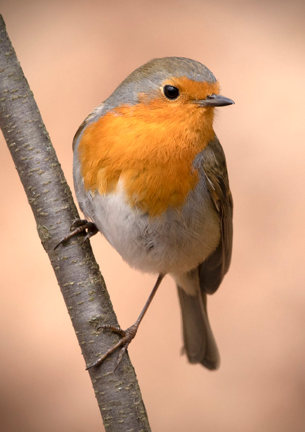 Fjella - Rotkehlchen II / Robin II