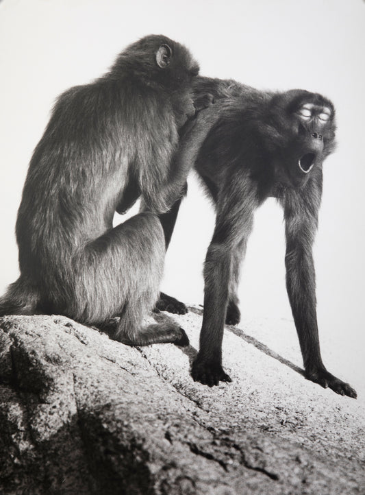 Walter Sittig - Affen, Vintage Print