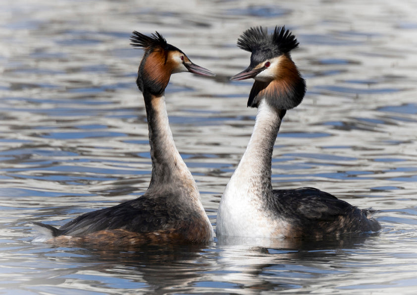 Fjella - Haubentaucher / Great Crested Grebe