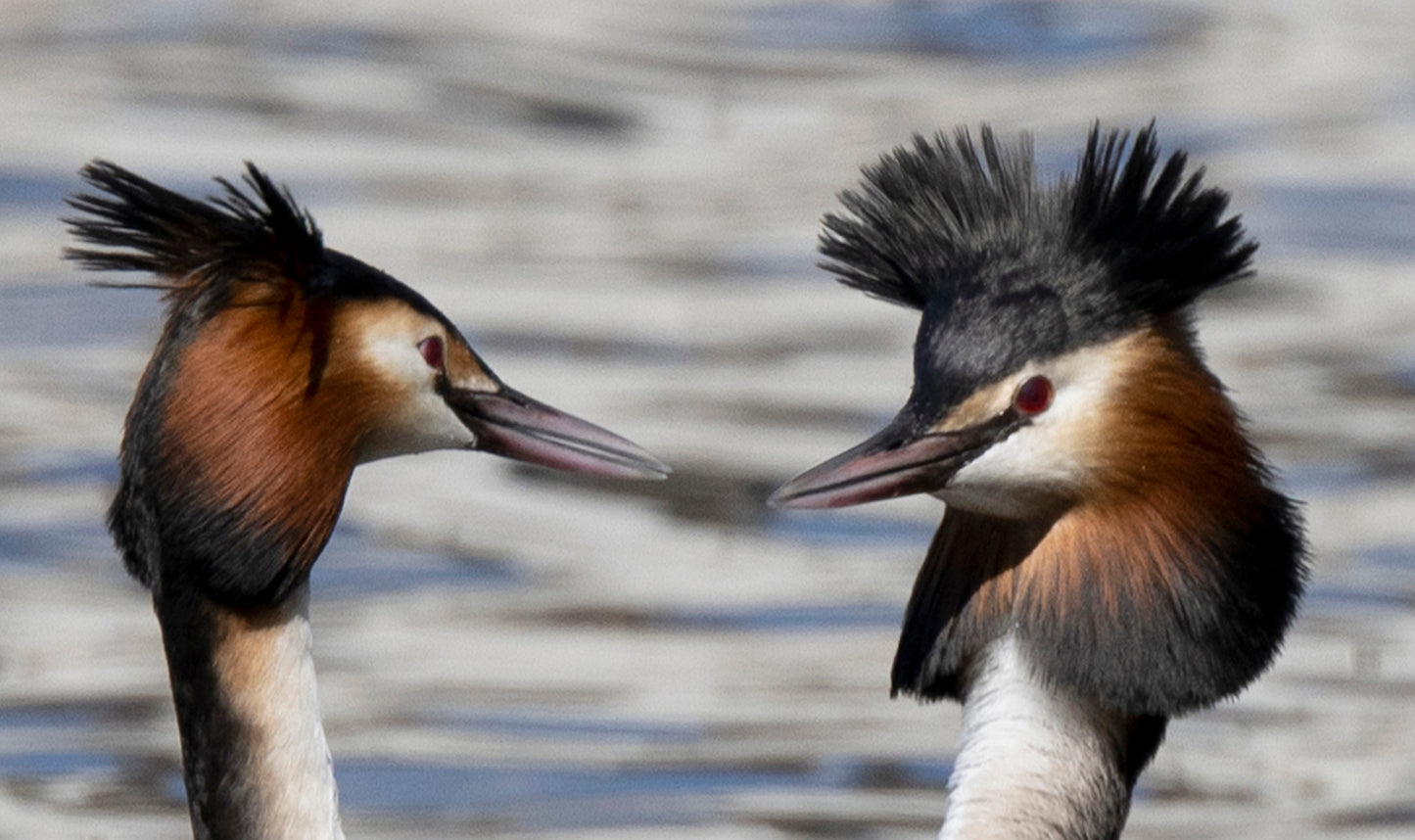 Fjella - Haubentaucher / Great Crested Grebe