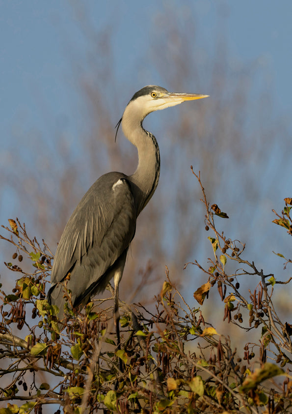 Fjella -  Graureiher / Grey heron