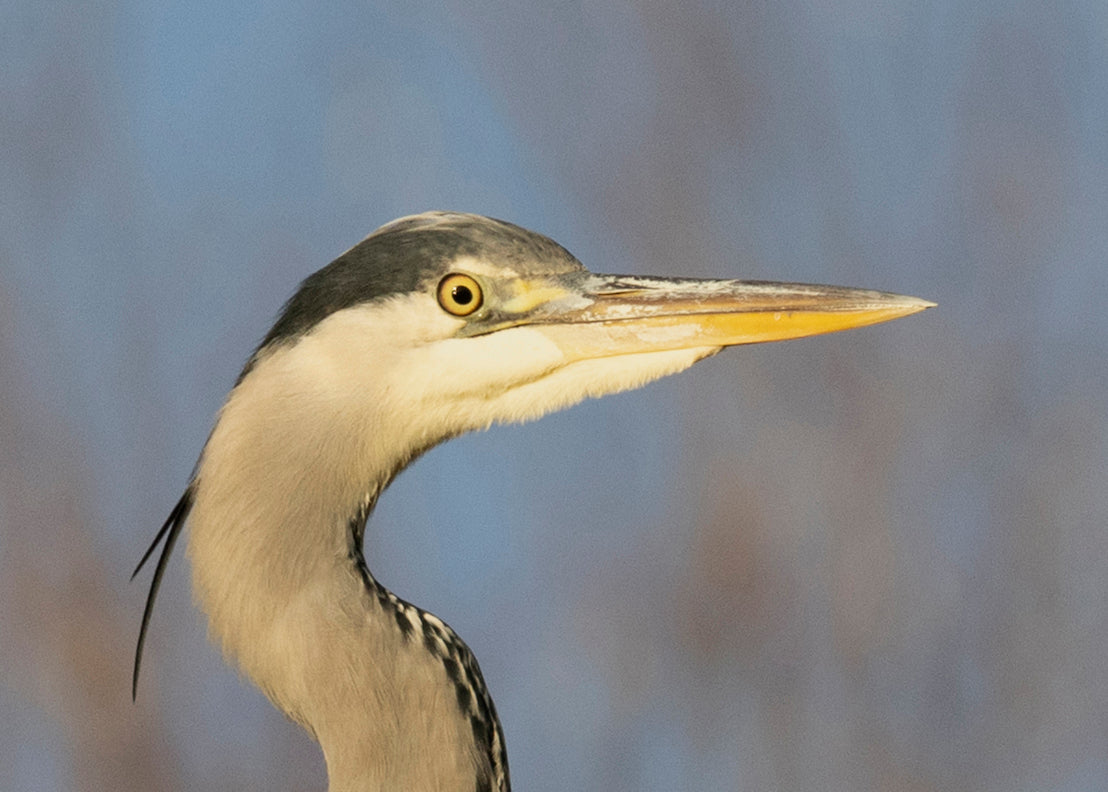 Fjella -  Graureiher / Grey heron