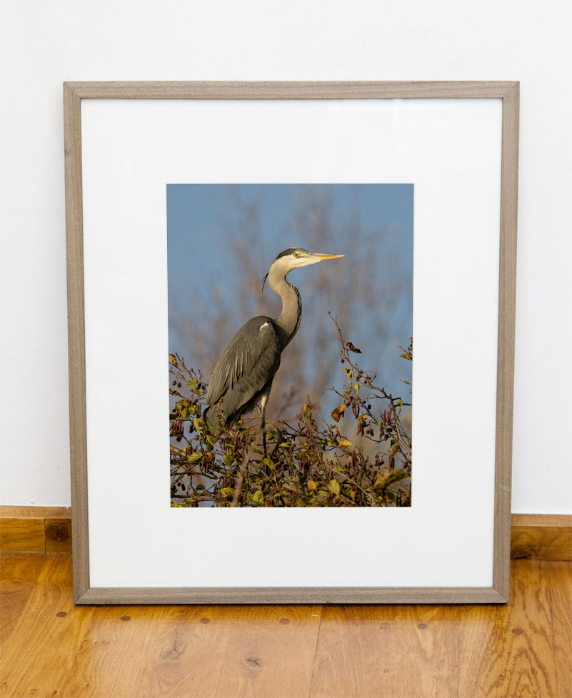 Fjella -  Graureiher / Grey heron