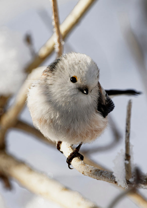 Fjella - Schwanzmeise / Long-tailed Tit