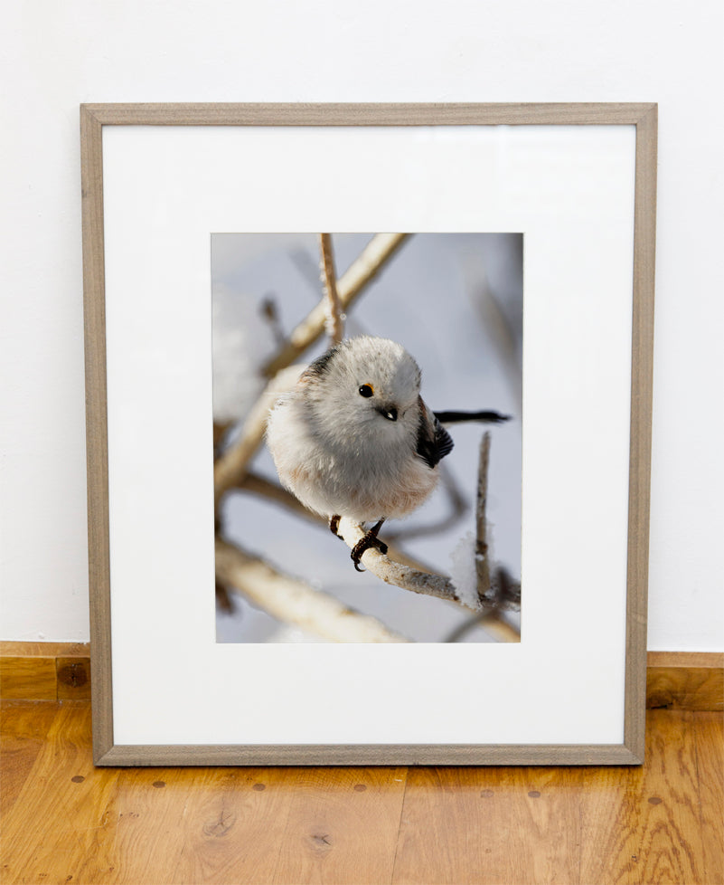 Fjella - Schwanzmeise / Long-tailed Tit