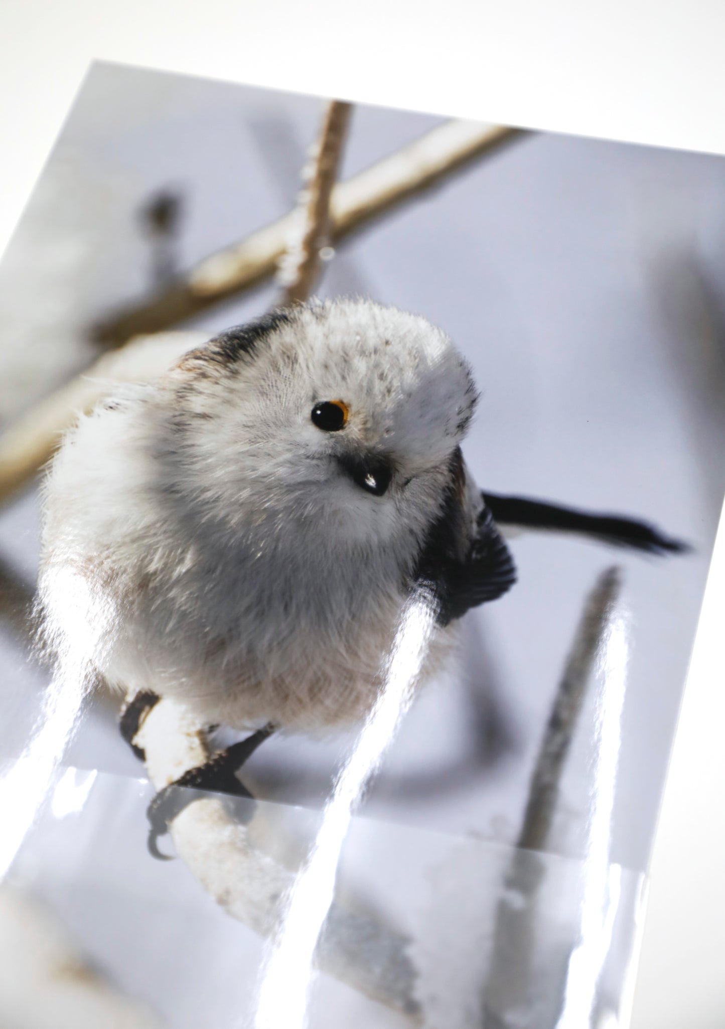 Fjella - Schwanzmeise / Long-tailed Tit