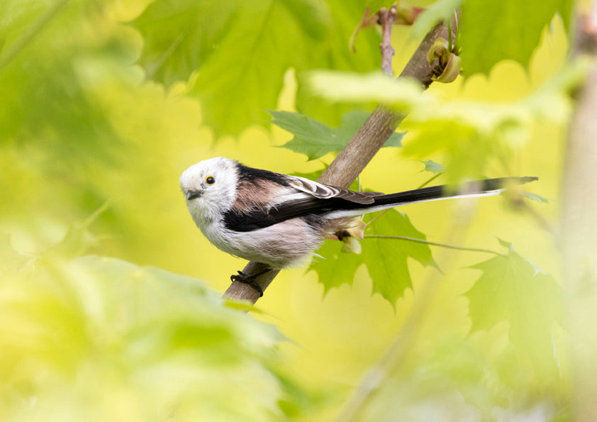 Fjella - Schwanzmeise II / Long-tailed Tit II