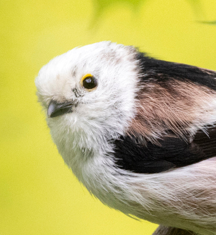 Fjella - Schwanzmeise II / Long-tailed Tit II