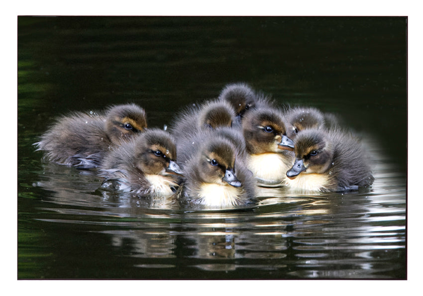 Fjella -  Entenküken / Ducklings