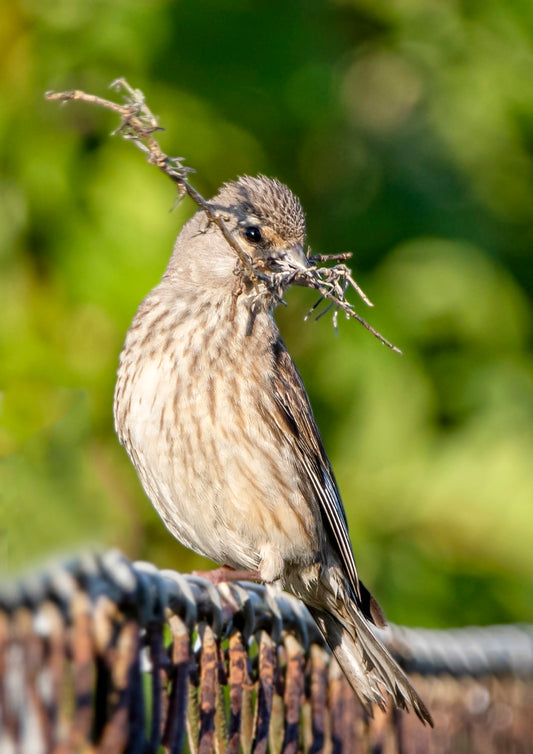 Fjella - Bluthänfling / Linnet