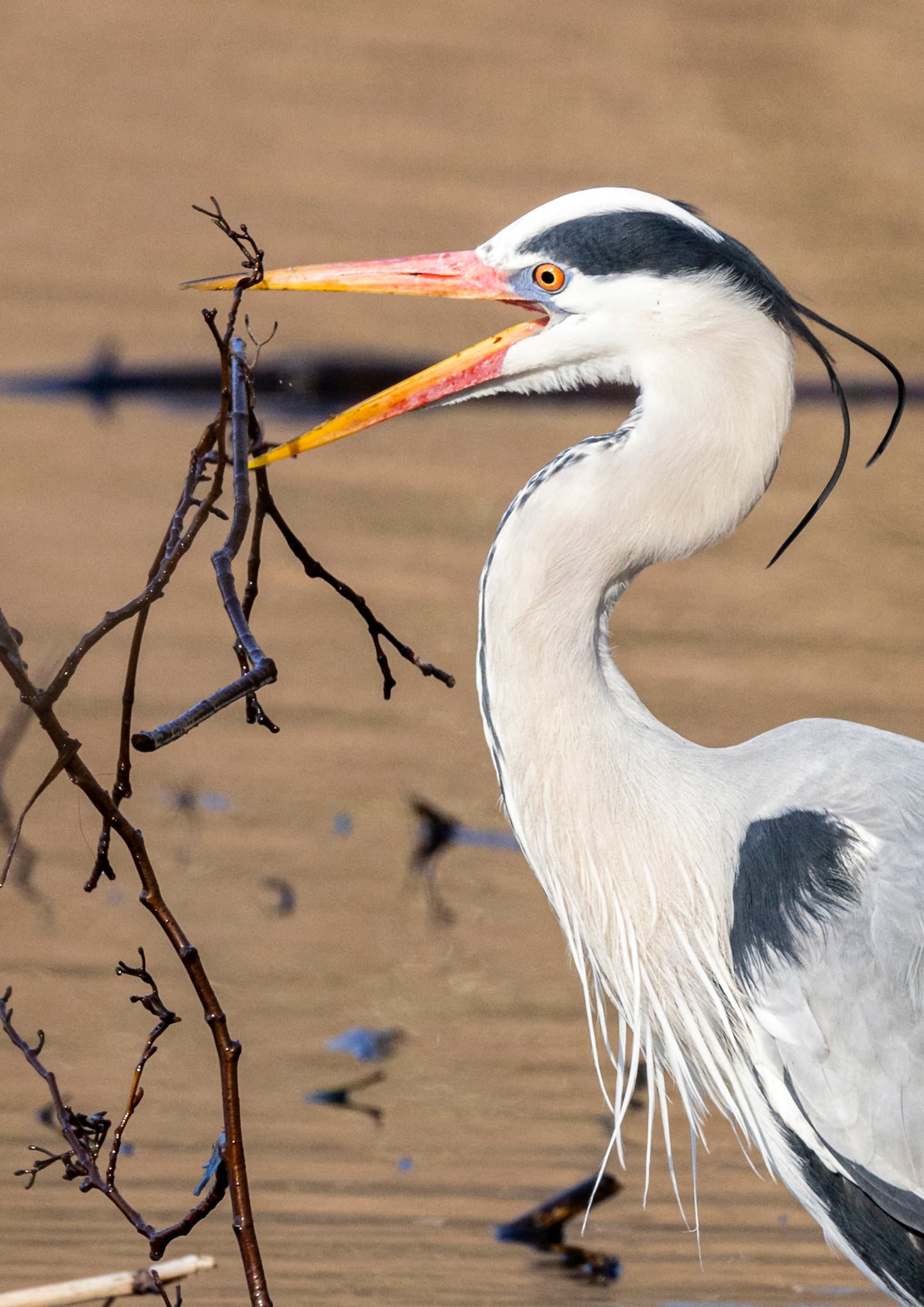 Fjella -  Graureiher/ Grey heron