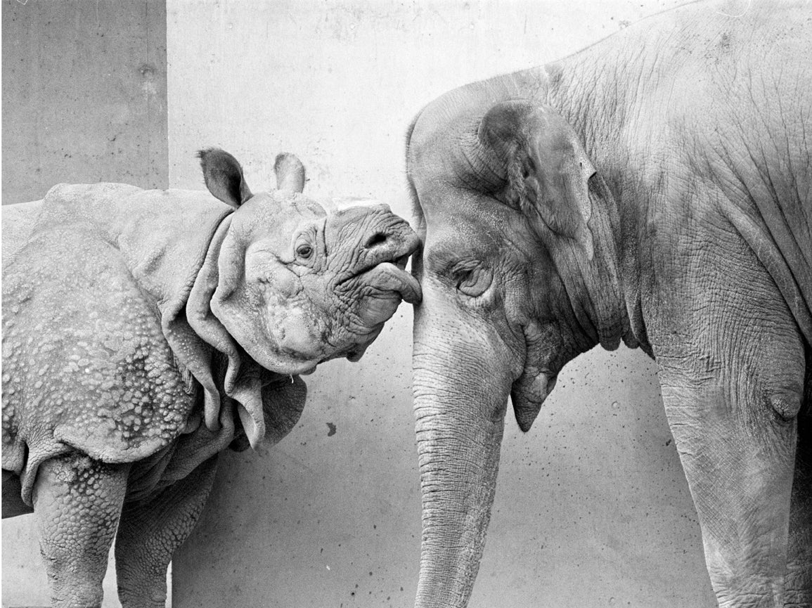 Walter Sittig, Nashorn und Elefant, 1983 Zoo Wilhelma Stuttgart