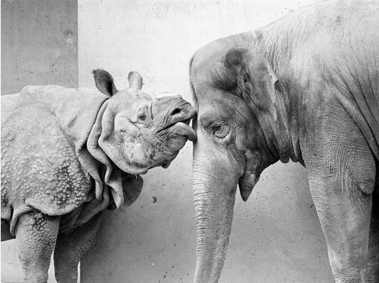 Walter Sittig, Nashorn und Elefant, 1983 Zoo Wilhelma Stuttgart